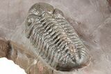 Five Trilobites (Four Species) in Association - Jorf, Morocco #334862-15